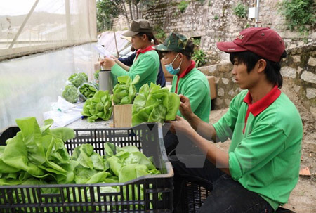 Đóng gói rau tại một trang trại trồng rau thủy canh tại thành phố Đà Lạt trước khi đưa đi tiêu thụ.